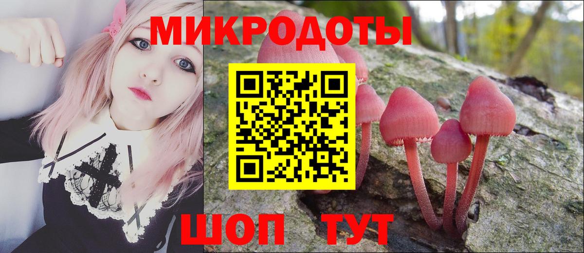 Галлюциногенные грибы Psilocybe Междуреченск